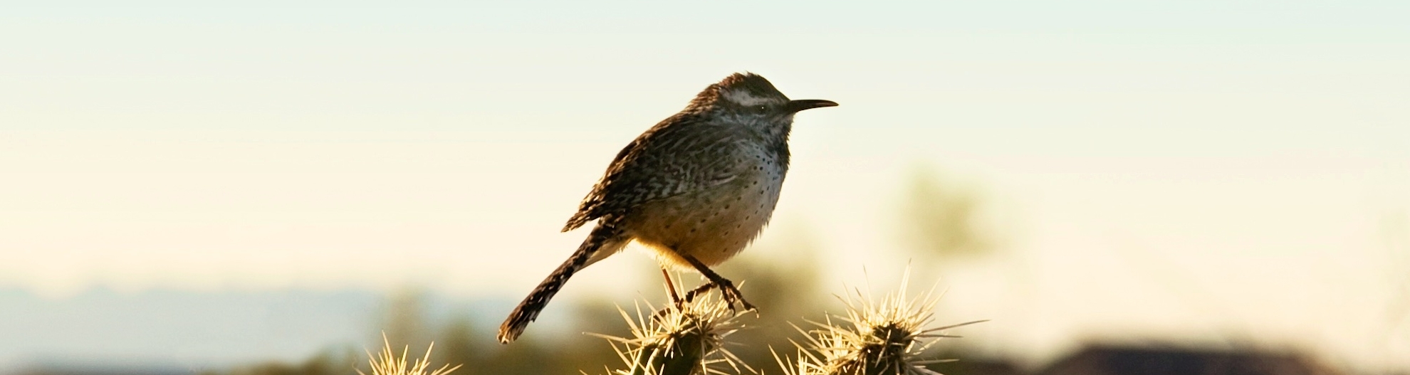 Cactus bird in the desert